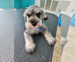 Schnauzer (Miniature) Puppy for sale in SEBRING, FL, USA