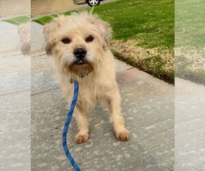 Chewy *Courtesy Post* - Male Cairn Terrier-Wheaten Terrier Mix Dog for Adoption - Photo #6