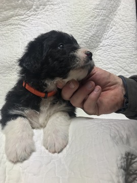 Medium Photo #4 Bordoodle Puppy For Sale in CRESTON, OH, USA