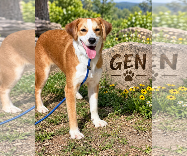 Medium Photo #1 Brittany-Colonial Cocker Spaniel Mix Puppy For Sale in Menifee, CA, USA