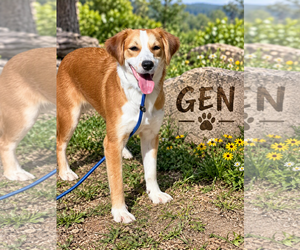 Brittany-Colonial Cocker Spaniel Mix Dogs for adoption in Menifee, CA, USA
