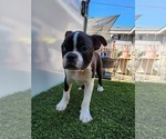 Small Photo #3 Boston Terrier Puppy For Sale in SAN FERNANDO, CA, USA