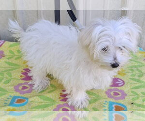 Cloud - Male Maltese Dog for Adoption - Photo #3