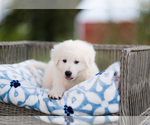 Small #5 Maremma Sheepdog