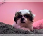 Small Photo #27 Shih Tzu Puppy For Sale in VENETA, OR, USA