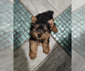 Yorkshire Terrier Puppy for sale in INDIANAPOLIS, IN, USA