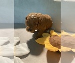 Puppy Tesla Goldendoodle