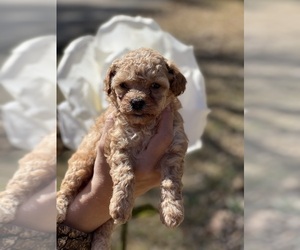 Poodle (Toy) Puppy for sale in STOCKBRIDGE, GA, USA