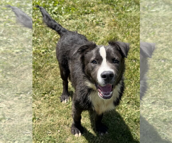 Medium Photo #3 Mutt Puppy For Sale in Jefferson, WI, USA