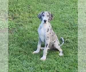 Great Dane Puppy for sale in DENHAM SPRINGS, LA, USA