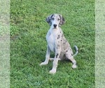 Image preview for Ad Listing. Nickname: Manuel