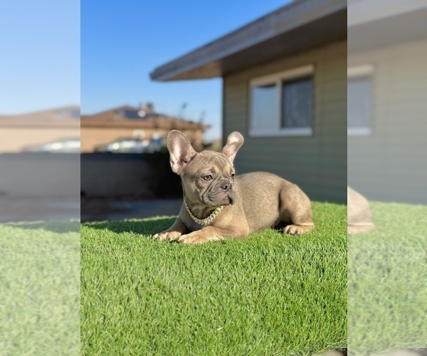 Medium Photo #7 French Bulldog Puppy For Sale in JACKSONVILLE, FL, USA