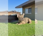 Small #6 French Bulldog