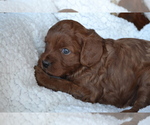 Small #2 Cavapoo