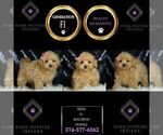 Small #5 Maltipoo