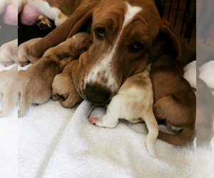 Mother of the Basset Hound puppies born on 11/01/2021