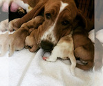 Small Photo #1 Basset Hound Puppy For Sale in GOODSPRING, TN, USA