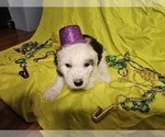 Small Photo #17 Sheepadoodle Puppy For Sale in THORNDALE, TX, USA