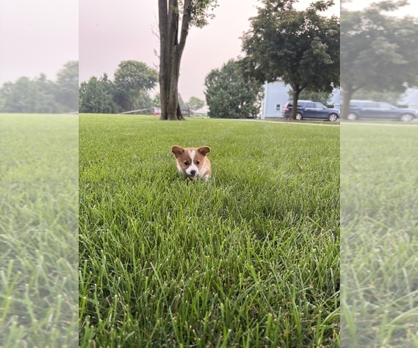Medium Photo #32 Pembroke Welsh Corgi Puppy For Sale in MILFORD, IN, USA