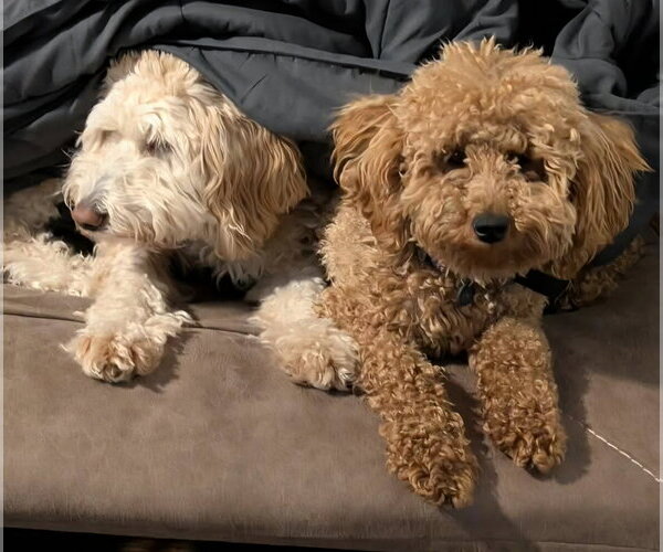 Medium Photo #4 Goldendoodle (Miniature) Puppy For Sale in Sandy, UT, USA