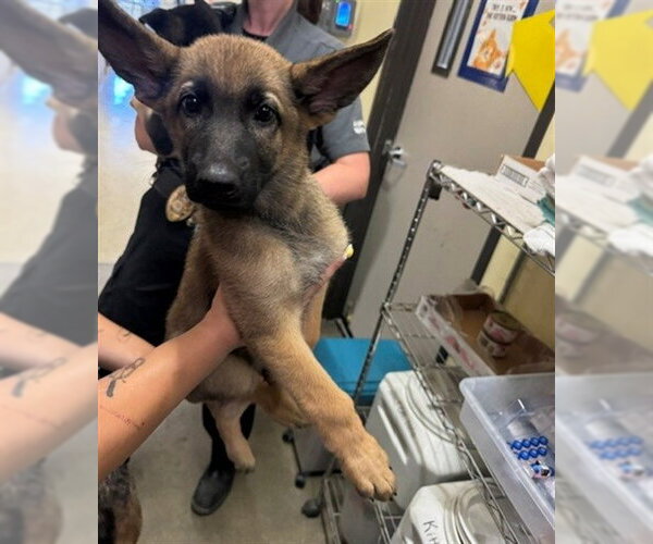 Medium Photo #1 German Shepherd Dog Puppy For Sale in Burbank, CA, USA