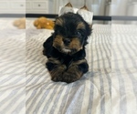 Small #6 Yorkshire Terrier