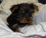 Small Photo #37 Yorkshire Terrier Puppy For Sale in PATERSON, NJ, USA