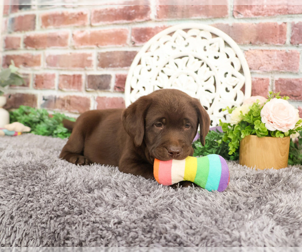 Medium Photo #3 Labrador Retriever Puppy For Sale in SYRACUSE, IN, USA