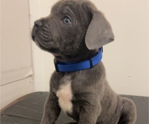 Cane Corso Puppy for sale in JOLIET, IL, USA