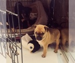 Small Photo #13 Frenchie Pug Puppy For Sale in FILLMORE, CA, USA