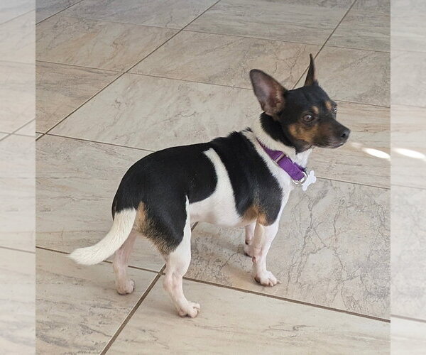 Medium Photo #4 Rat Terrier Puppy For Sale in Atlanta, GA, USA
