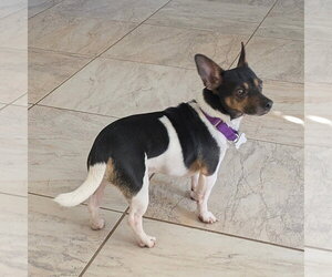 Stilton (TN) - Male Rat Terrier Dog for Adoption - Photo #4
