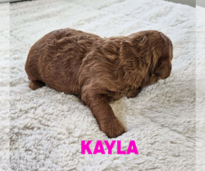 Goldendoodle (Miniature) Puppy for sale in GRAND RAPIDS, MI, USA