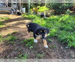 Australian Cattle Dog-Labrador Retriever Mix Puppy for sale in PORTLAND, OR, USA