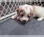 Small Photo #21 Poodle (Miniature)-Unknown Mix Puppy For Sale in CEDARTOWN, GA, USA