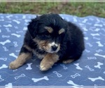 Small #2 Australian Shepherd