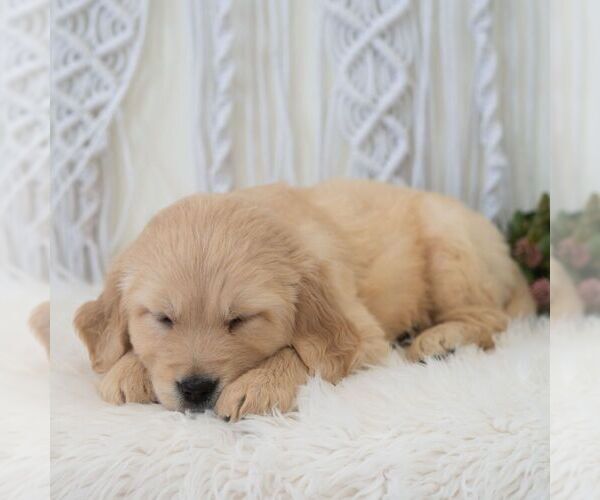 Medium Photo #7 Golden Retriever Puppy For Sale in NEWPORT, PA, USA