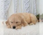 Small #6 Golden Retriever