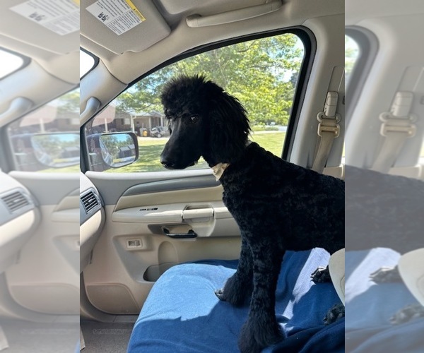 Medium Photo #1 Poodle (Standard) Puppy For Sale in SIMPSONVILLE, SC, USA