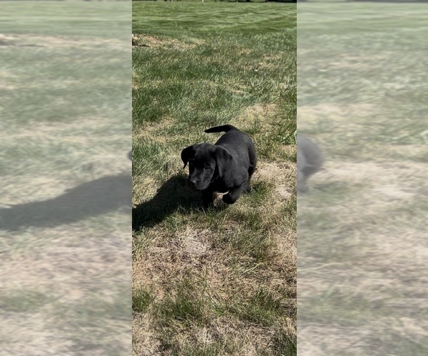 Medium Photo #11 Labrador Retriever Puppy For Sale in FREDERICKSBG, OH, USA