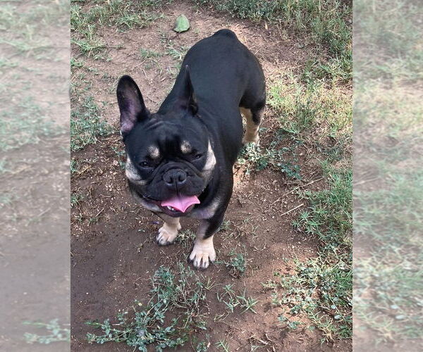 Medium Photo #3 French Bulldog Puppy For Sale in Dana Point, CA, USA