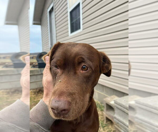 Medium Photo #2 Labrador Retriever Puppy For Sale in Aurora, IN, USA