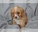 Puppy Tony Cavapoo