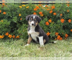 Medium Border Collie-Bordoodle Mix