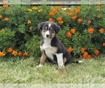 Puppy Clementine Border Collie-Bordoodle Mix