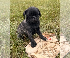 Pug Puppy for sale in MIDDLEBURY, IN, USA