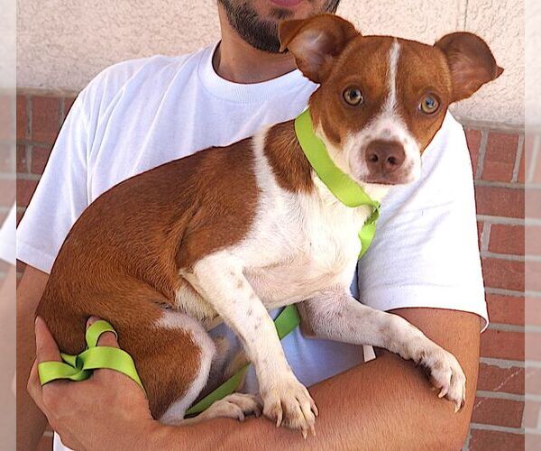 Medium Photo #3 Jack Russell Terrier-Unknown Mix Puppy For Sale in Carrollton, TX, USA