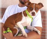 Small #2 Jack Russell Terrier Mix