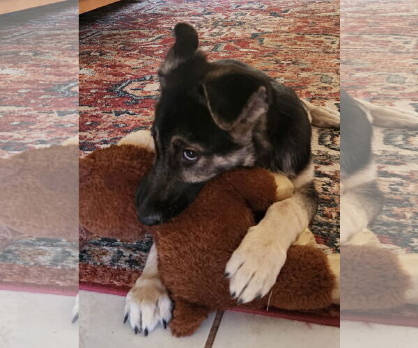 Medium Photo #2 German Shepherd Dog Puppy For Sale in Modesto, CA, USA