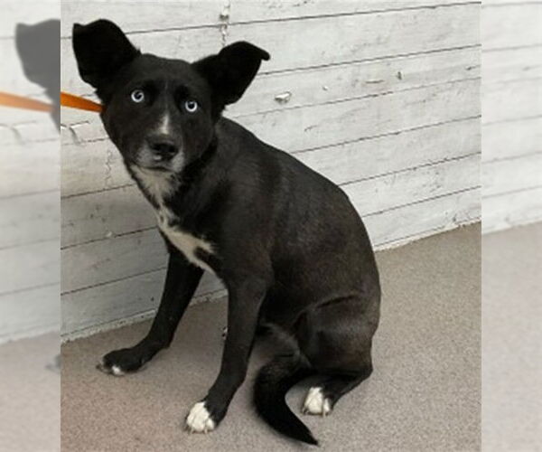 Medium Photo #1 Labrador Retriever-Unknown Mix Puppy For Sale in San Bernardino, CA, USA